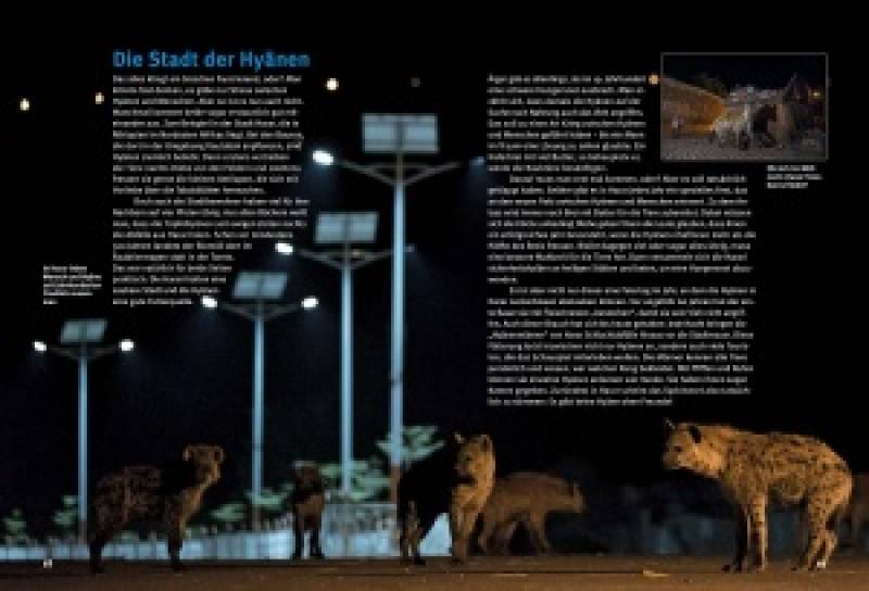 Preview: Entdecke die Hyänen